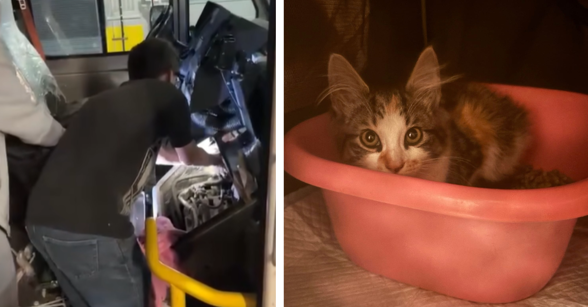 A man rescues a tired kitten from inside of a USPS truck