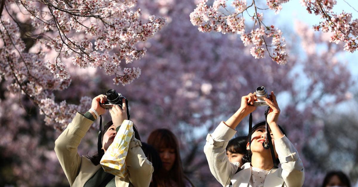 DC Cherry Blossom Festival Moved up to Mid-March Due to Warm