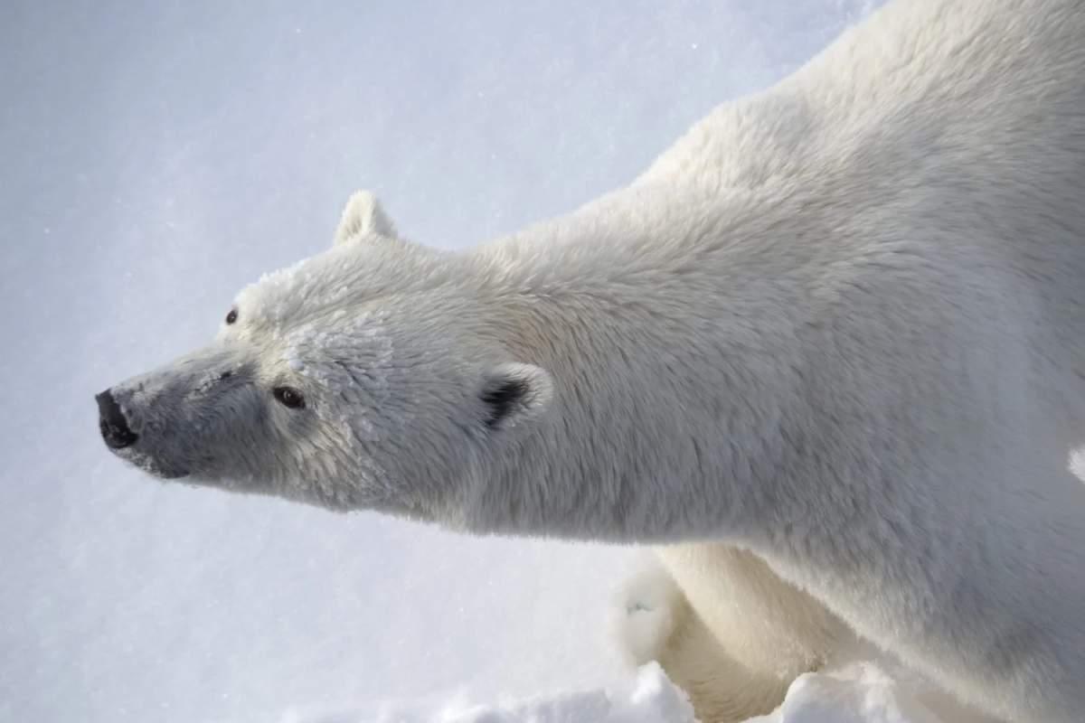 pn/eeceafe eb c bfd fedaae