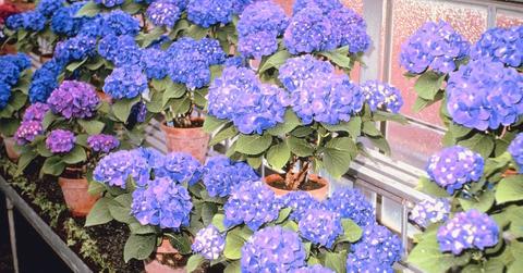 Can you change the color of hydrangeas with coffee?