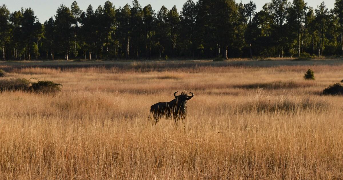 A wild animal stands partially hidden in the tall grasses in Zimbabwe 