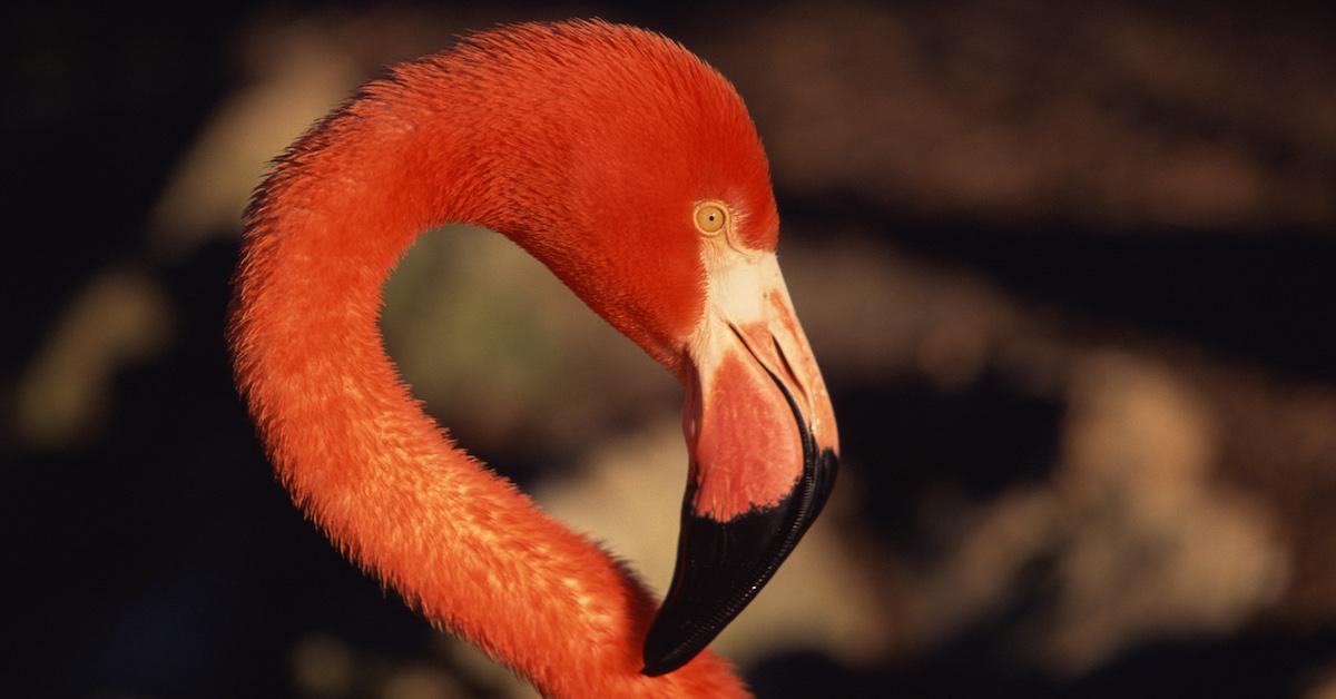 Escaped Flamingo in Texas 