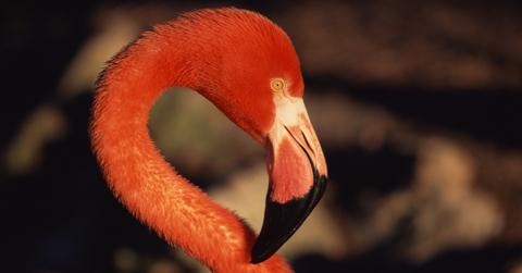 Escaped Flamingo in Texas