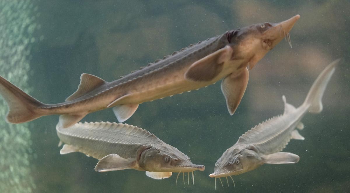 Sturgeon fish