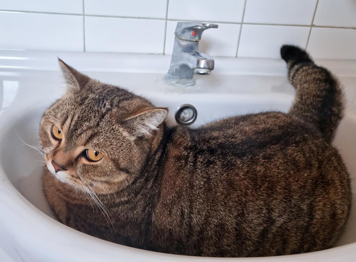 A cat looking up laying in a bathroom sink.