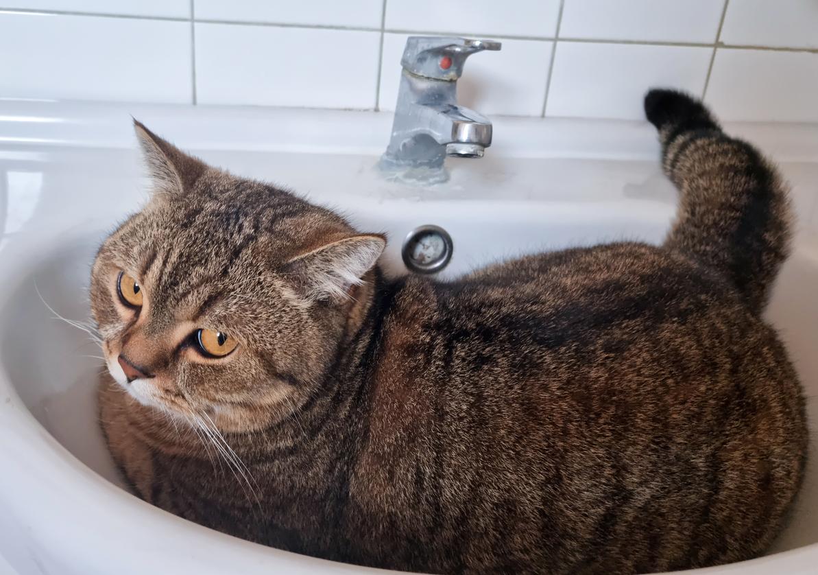 Here's Why Your Cat Guards You in the Bathroom