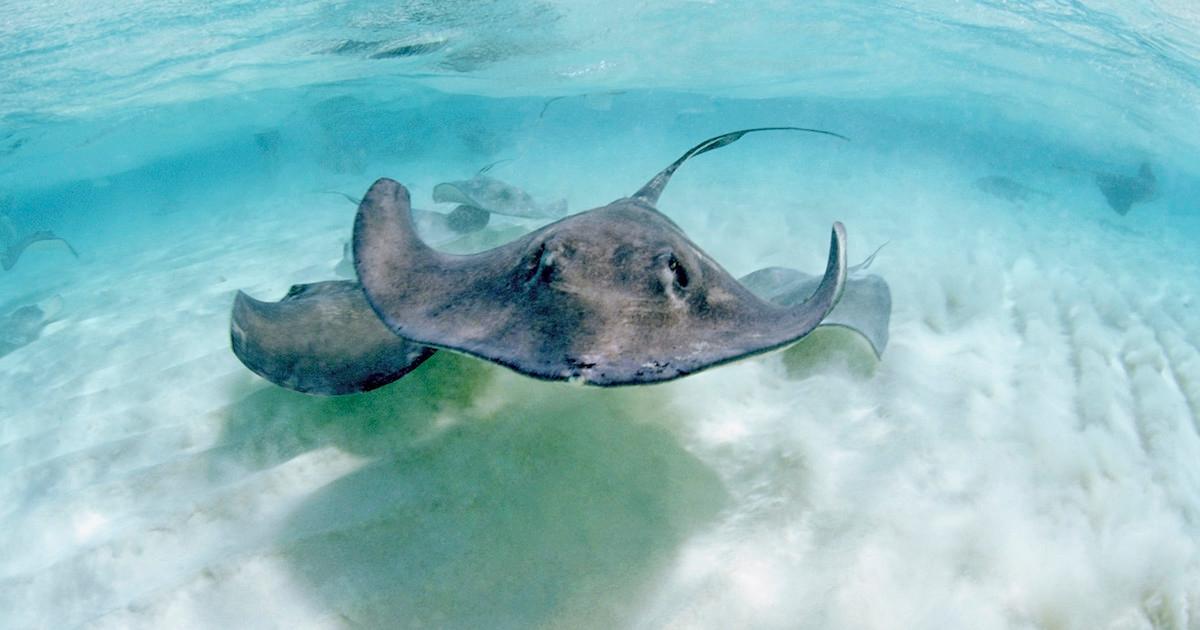 Swimming stingrays