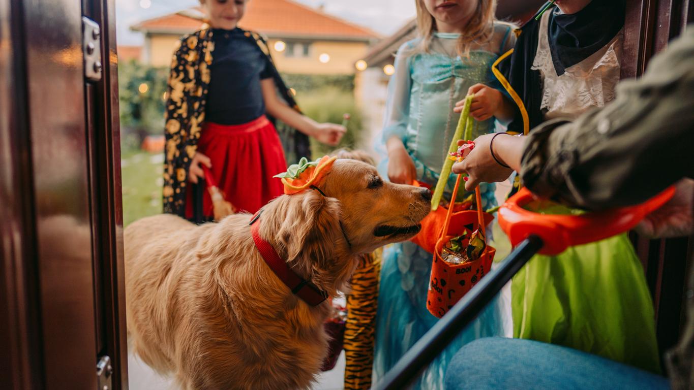 Dog with Candy