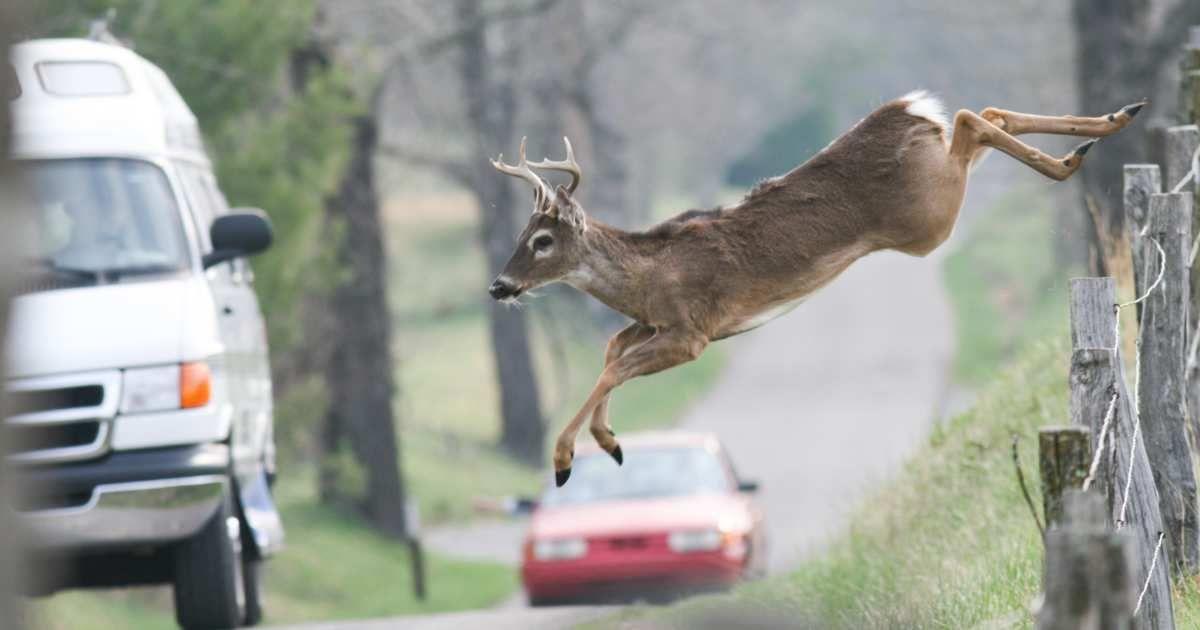 A deer rushing to cross the road as vehicles slow down on the side of a roadway (Representative Cover Image Source: Getty Images | jcrader)