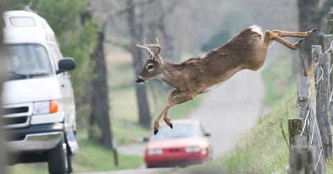 A deer rushing to cross the road as vehicles slow down on the side of a roadway (Representative Cover Image Source: Getty Images | jcrader)