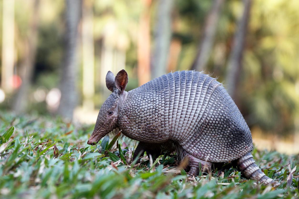 An armadillo is pictured standing atop grass with trees in the background.