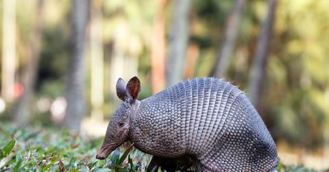 An armadillo is pictured standing atop grass with trees in the background.