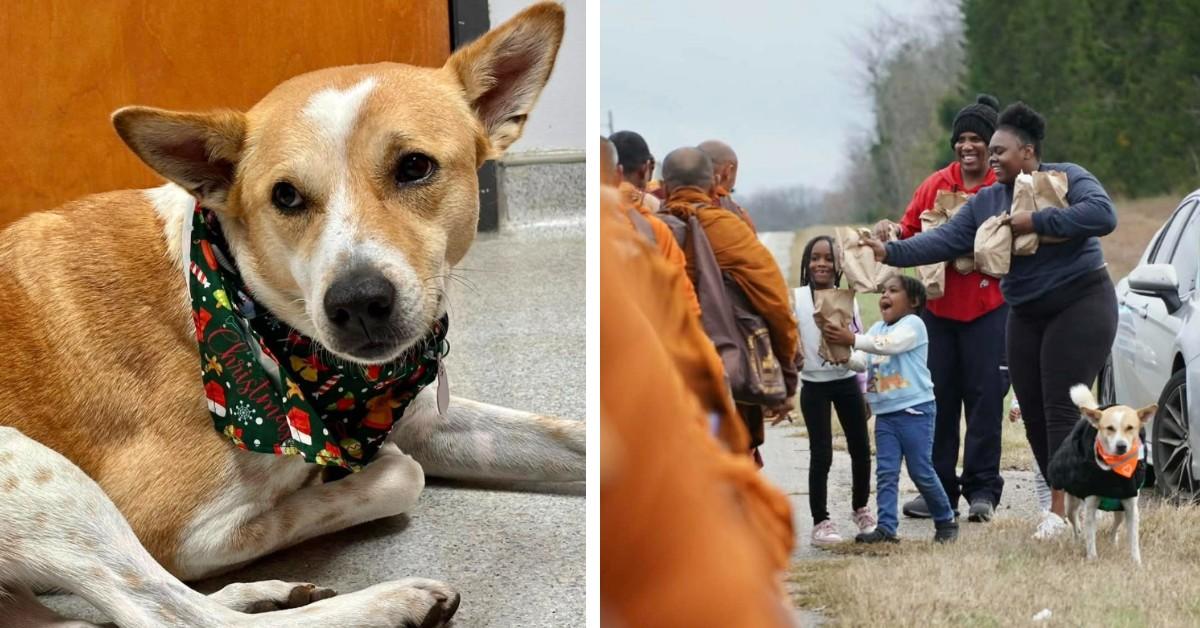 Aloka the dog joins a monk on a walk for peace