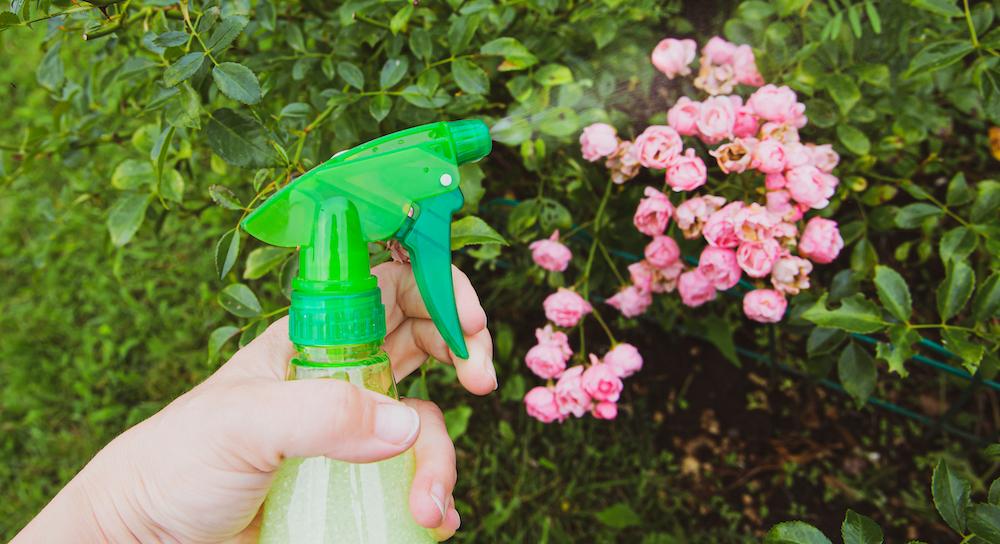 A person spraying a homemade mixture onto their plants.