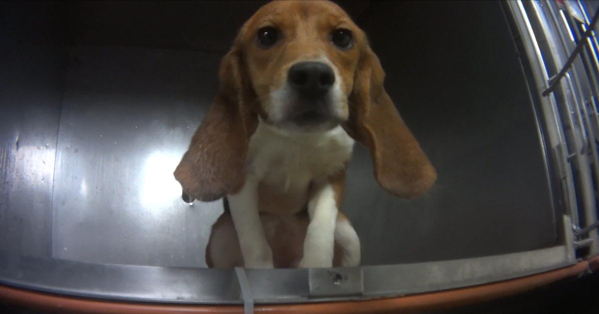 36 Beagles in Cruel YearLong Lab Experiment to Be Released