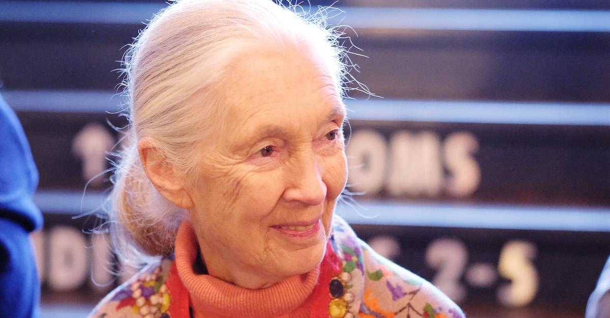 Jane Goodall Vegan