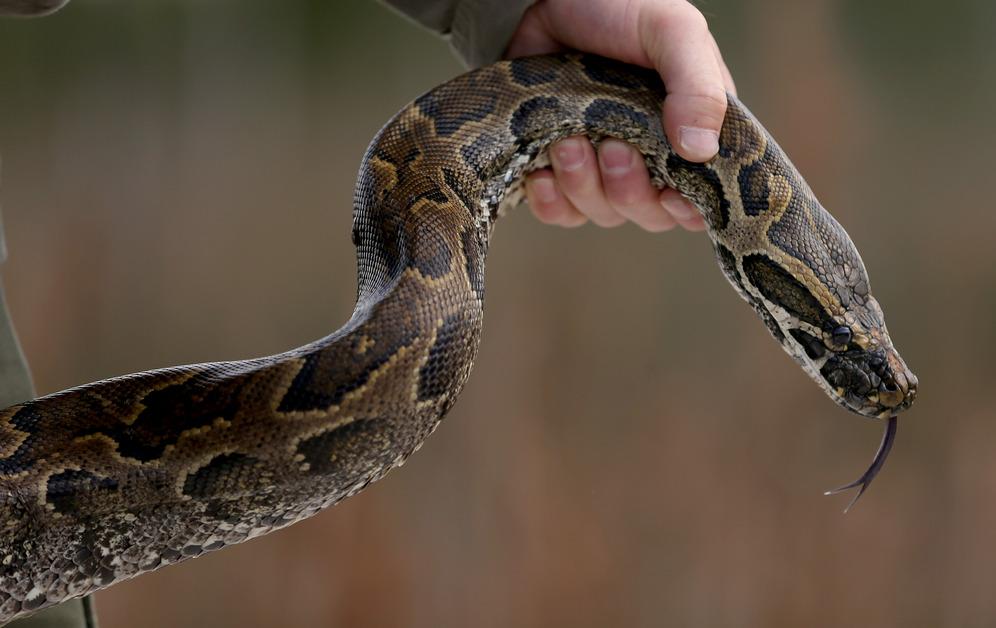 Python being held