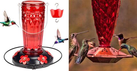 (L) Hummingbird feeder from the Zamelane Store (Cover Image Source: Amazon) | (R) Hummingbirds attracted to a red feeder (Representative Cover Image Source: Getty Images | Mark Newman)