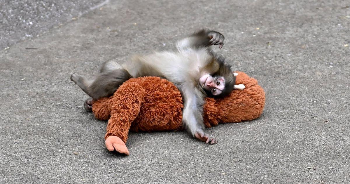 pn/abb ba c b ddbbccb