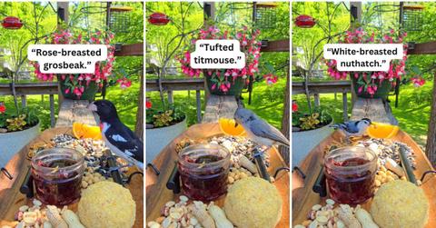Birder captured various bird guests feasting upon the 'chirp charcuterie board' she laid out for them in the bird feeder. (Cover Image Source: TikTok | @thechirpcorner)