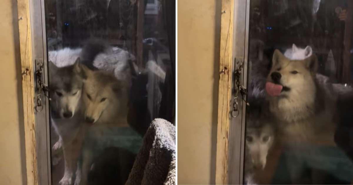 Three wolves appear outside the door of a man's house and start pounding on it in a TikTok video (Cover Image Source: TikTok | @oliverthewolfguy)
