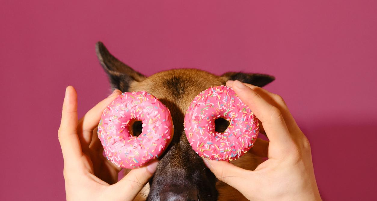 20+ Foods Harmful to Dogs