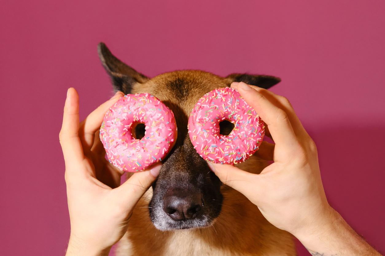 20-foods-harmful-to-dogs