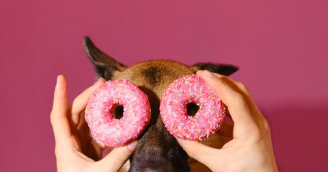 20 Foods Harmful to Dogs