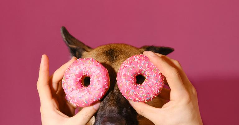 20-foods-harmful-to-dogs