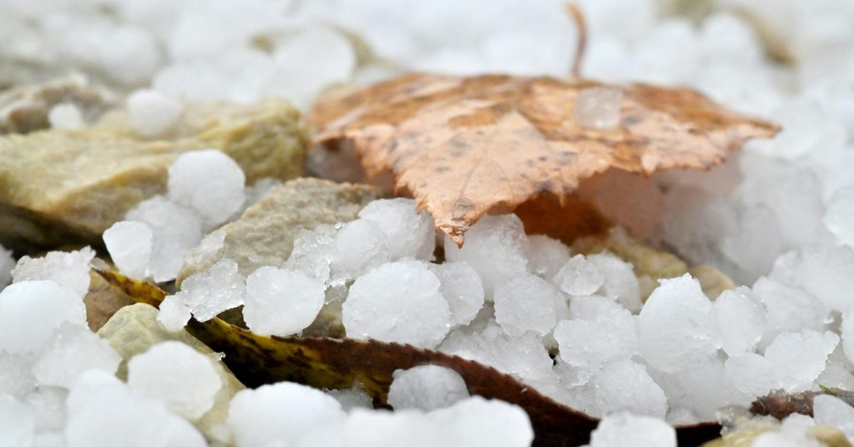 Photo of hailstones resting on a leaf on the ground. 