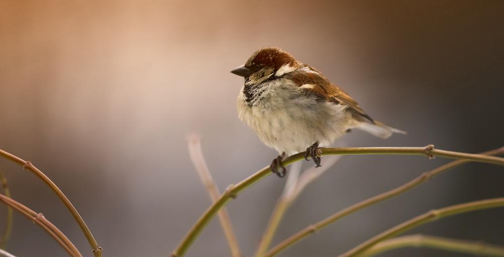 A Sparrow