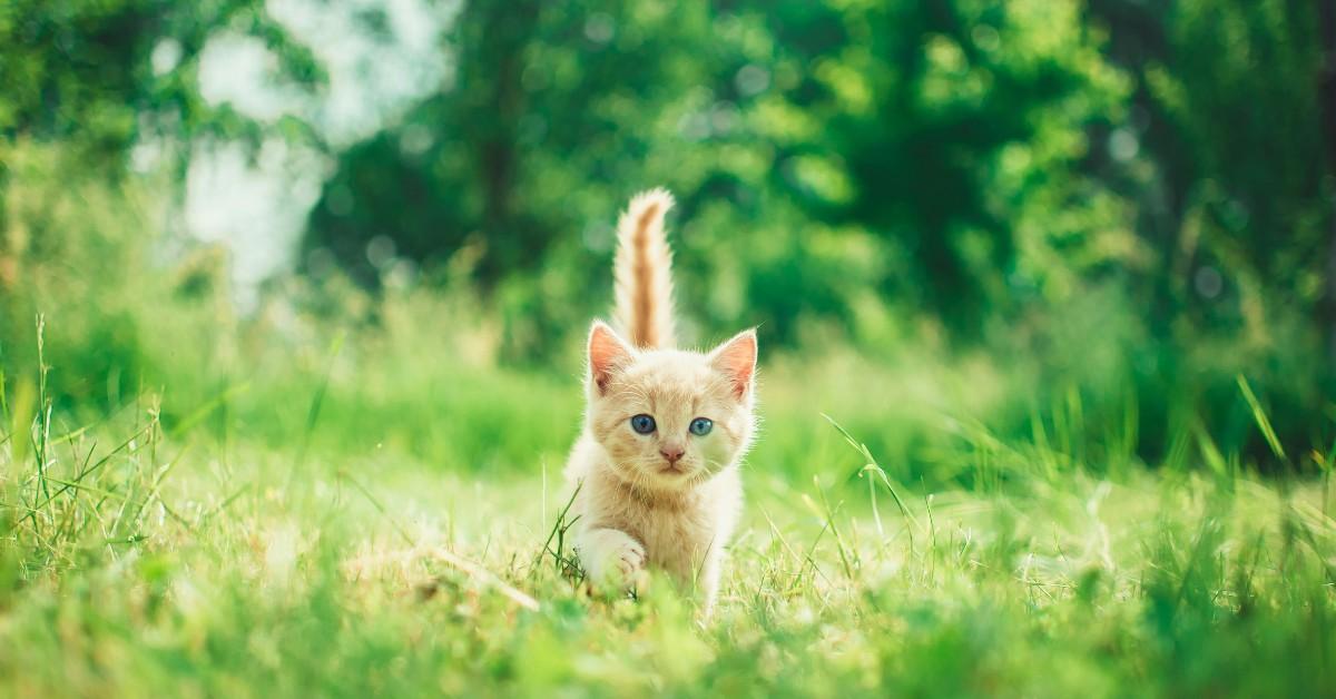 A kitten walks through the tall grass