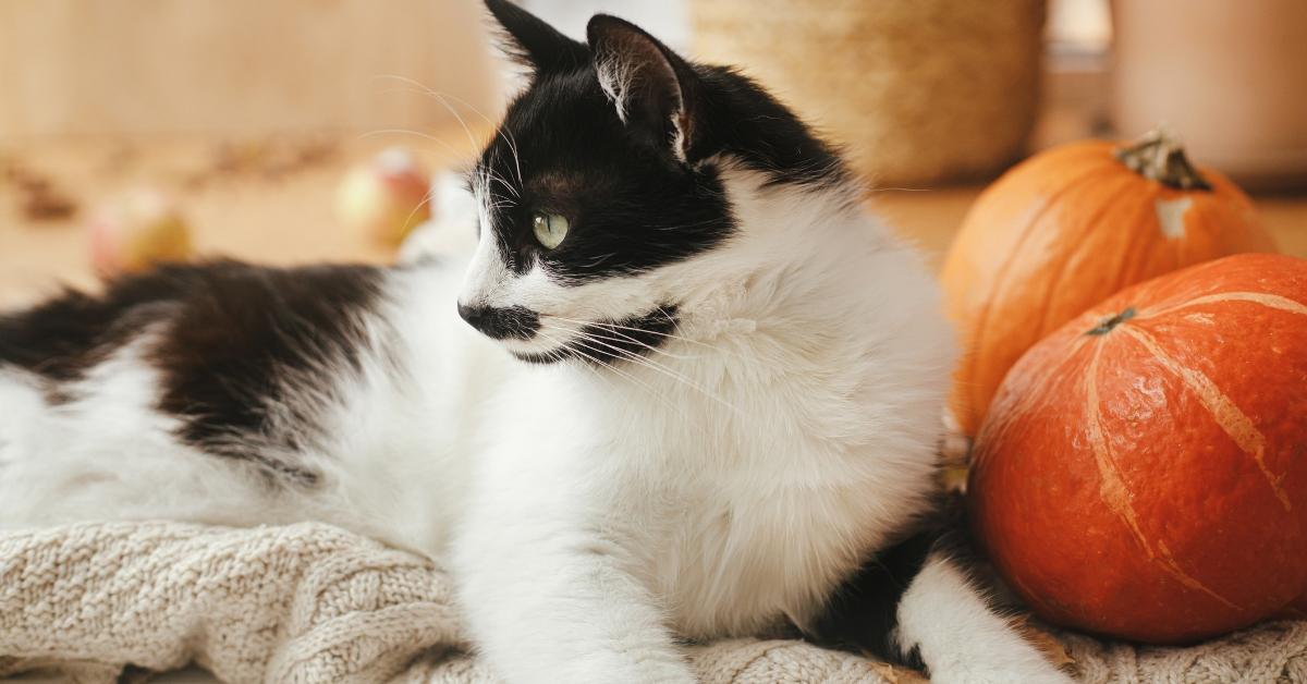 Can cats eat pumpkin?