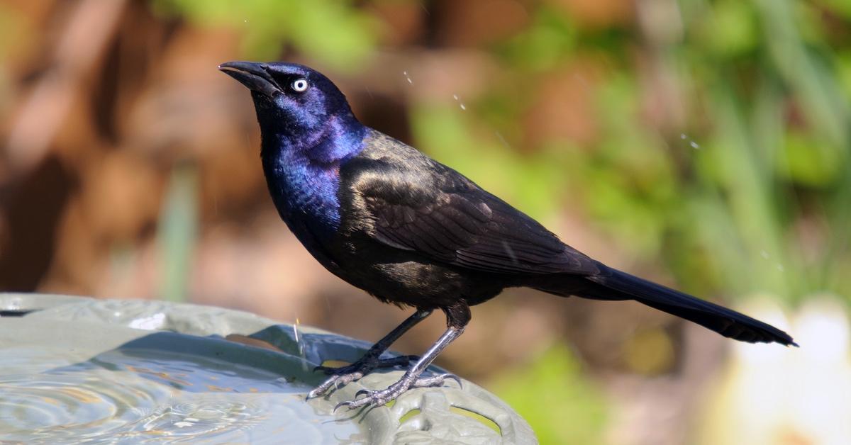 How to Get Rid of Grackles at Bird Feeders: An Easy Guide