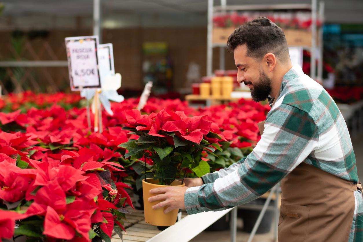 A smiling nursery employee places a potted poinsettia on a stand with many other poinsettias inside a greenhouse.