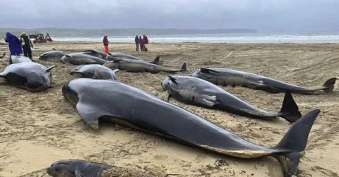 This handout photo issued by British Divers Marine Life Rescue (BDMLR) shows pilot whales in North Tolsta, on the Isle of Lewis, Scotland, July 16, 2023. (Cover Image Source: Cristina McAvoy/BDMLR via AP)