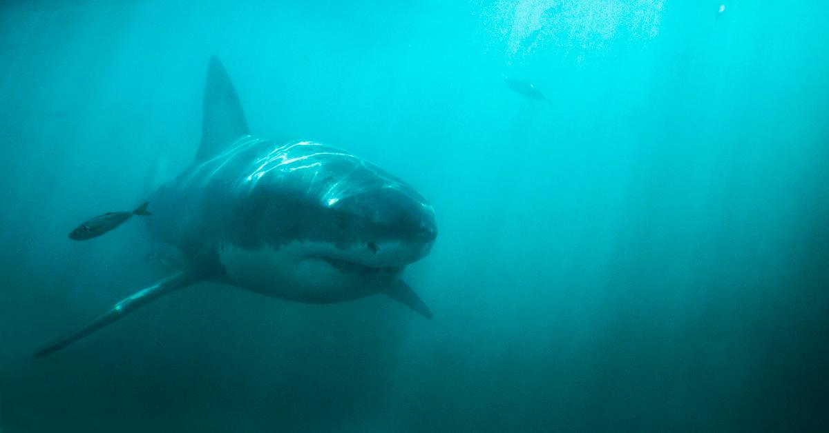 Great white shark cruising through the ocean 