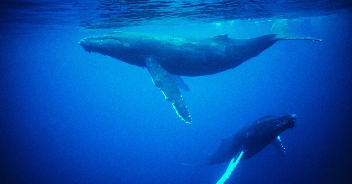 Two whales swimming in the ocean.