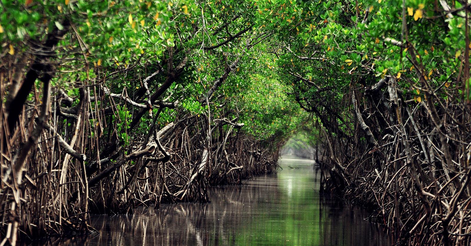 мангровые острова