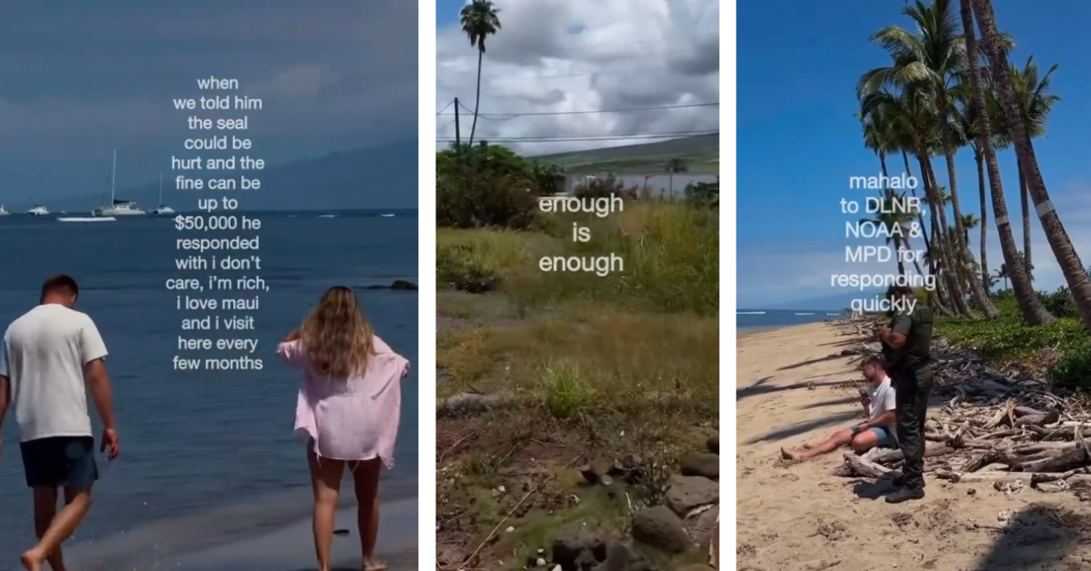 A man was videoed throwing a rock at a monk seal and then being detained by authorities 
