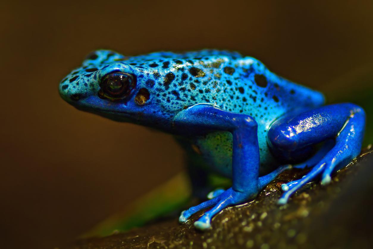 National Aquarium - Blue Poison Dart Frog