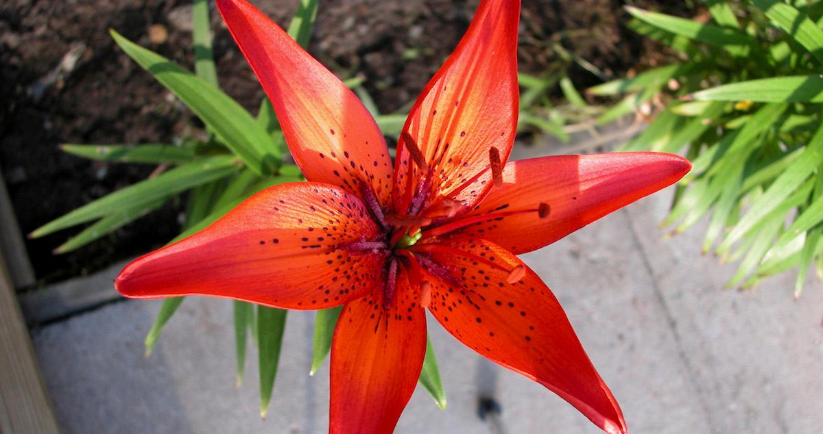 Which Flowers Are Poisonous to Dogs? Pet Owners, Beware