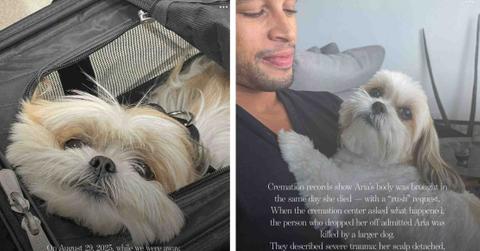 Details of a dog's death are pictured in text overlayed on photos of the dog.