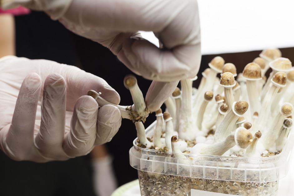 A close-up of gloved hands harvesting a white mushroom from a plastic container. 