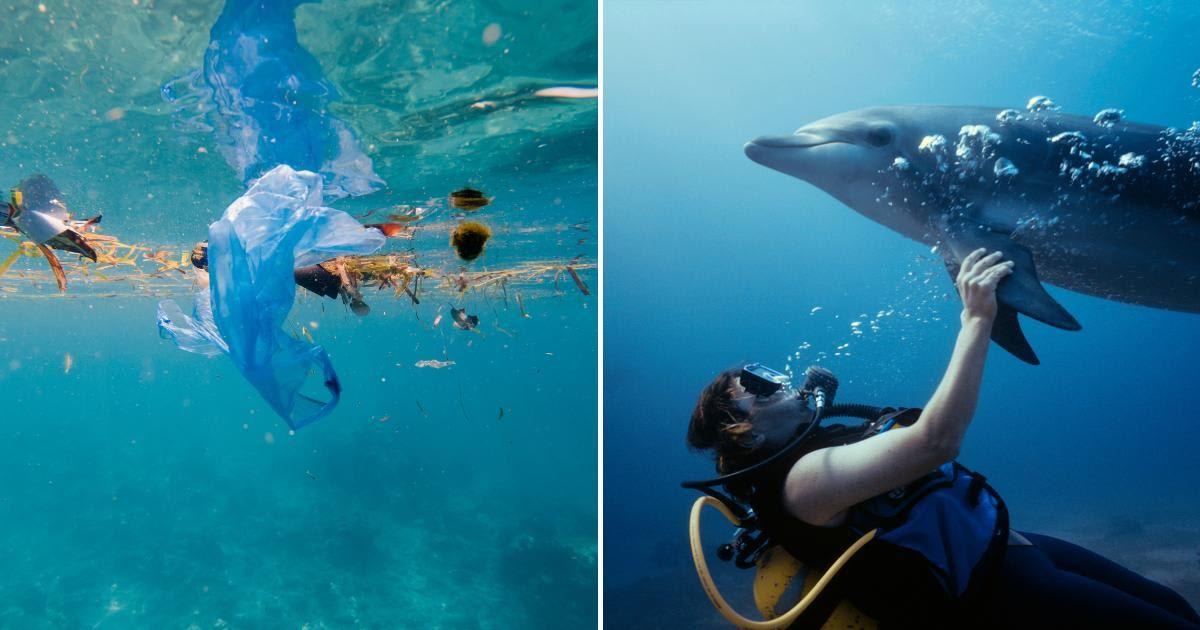 (L) Plastic bags and garbage floating on ocean waters. (R) Scuba diving with Bottlenose Dolphin (Tursiops truncatus) (Representative Cover Image Source: Getty Images | (L) Aryfahmed, (R) Jeff Rotmam)