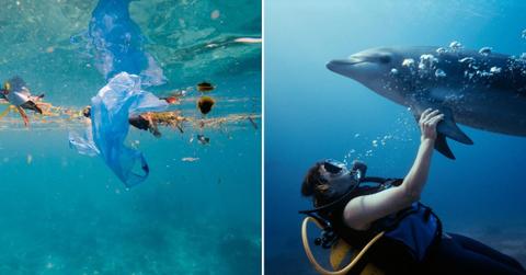 (L) Plastic bags and garbage floating on ocean waters. (R) Scuba diving with Bottlenose Dolphin (Tursiops truncatus) (Representative Cover Image Source: Getty Images | (L) Aryfahmed, (R) Jeff Rotmam)
