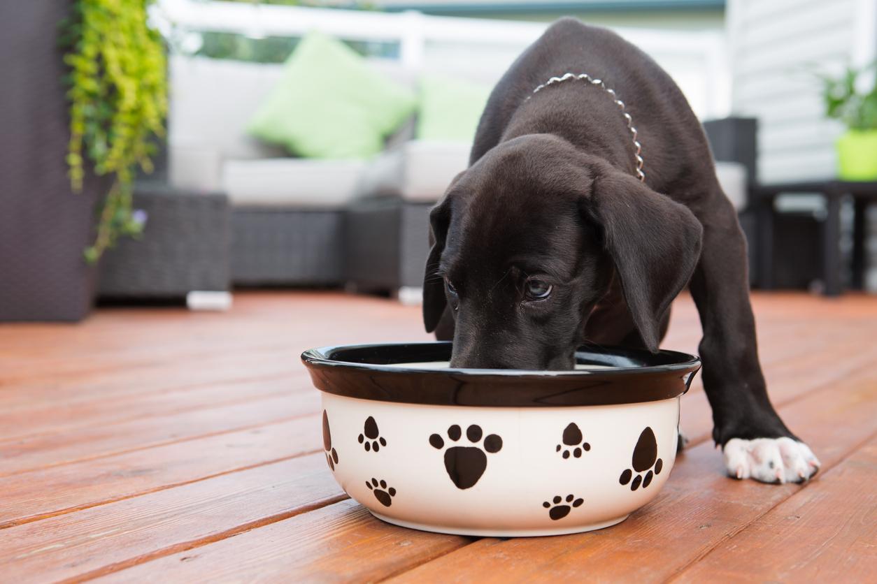 A black Great Dane puppy eats food from a dog bowl on the deck of a patio.