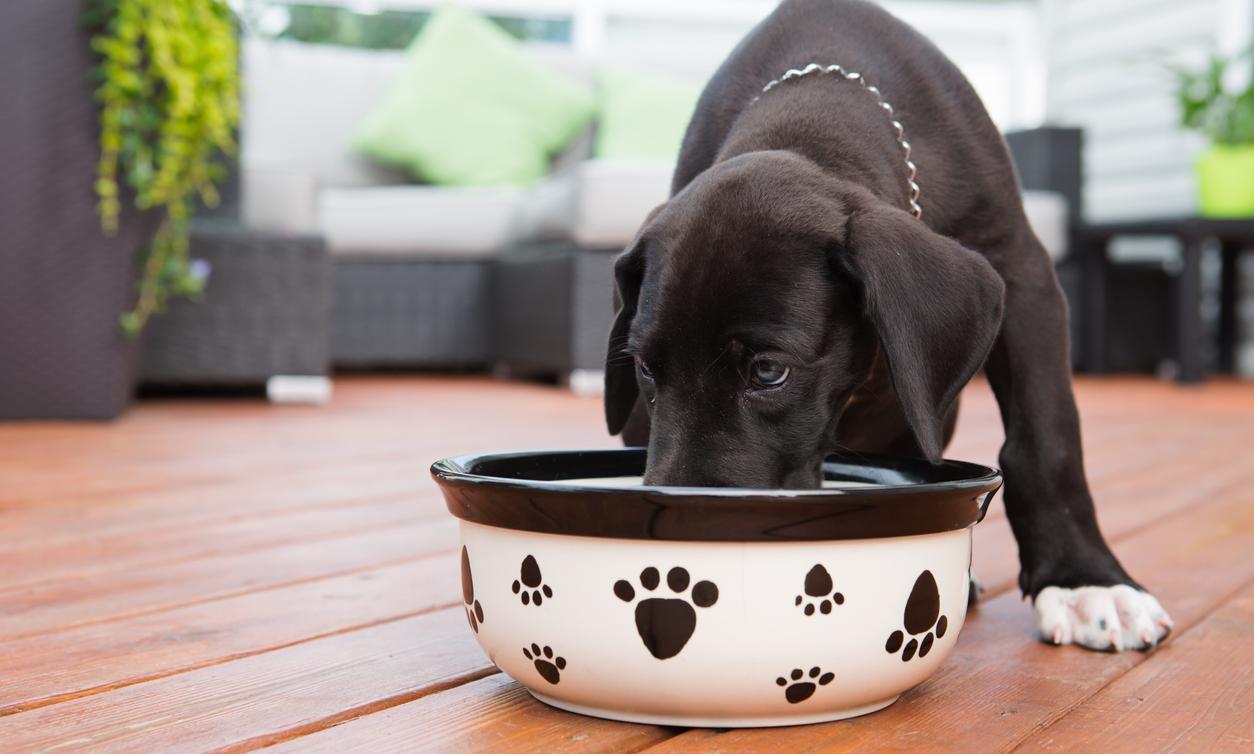 What Is Chicken Meal in Dog Food? This Ambiguous Ingredient Is Nasty