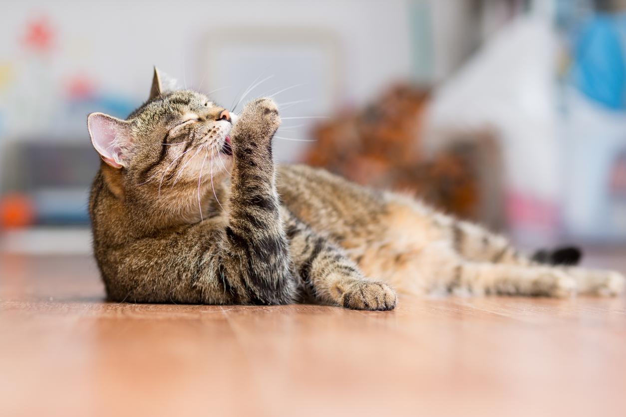 A cat calmly lays on a wooden floor and licks his paw with his eyes closed as he prepares to groom himself.