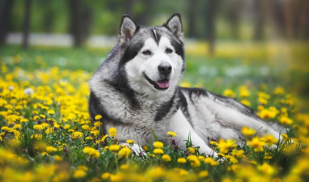 An Alaskan Malamute laying in a field of dandelions.